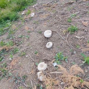 Großsporige Cchampignons 2; Foto Monika 25.5.25