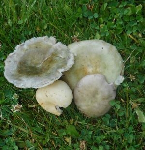 Grüne Speisetäublinge; Foto Hermann 20.7.25