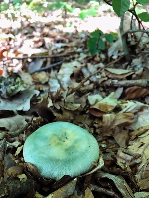 Makelloser Grüngefelderter Täubling; Foto Stefan 31.8.2019