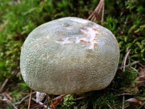 Grünfelderiger Täubling 1; Foto Stefan 23.7.24