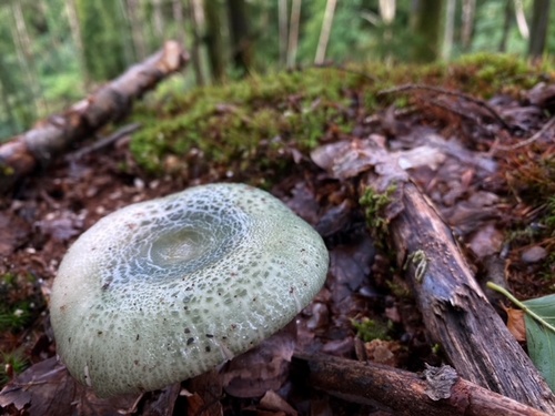 Ein schöner, makelloser Grünfelderiger Täubling; Foto © Stefan 25.8.23