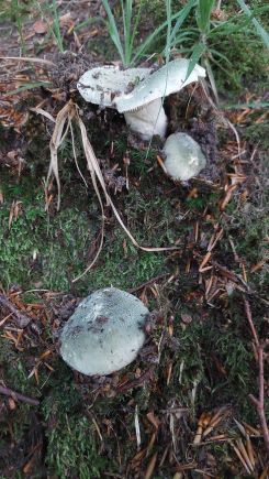 Grüngefelderte Täublinge; Foto Martin 6.7.25