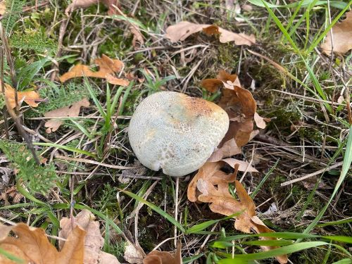 Grüngefelderter Täubling; Foto Michael .25