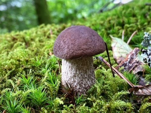 Junger Hainbuchenraufußröhrling; Foto Stefan 17.7.24