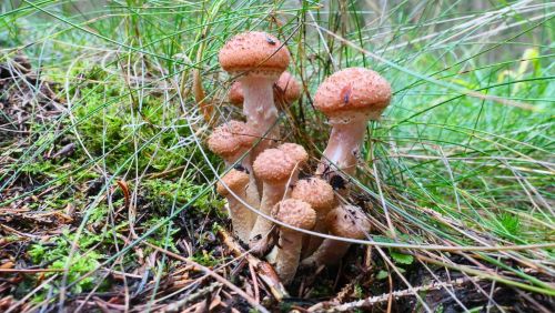 Junge Hallimasche; Foto Christine 23.10.25