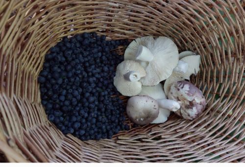 Heidelbeeren, Frauentäublinge; Foto Martin 17.7.26 Heidelbeeren, Frauentäublinge; Foto Martin 17.7.26