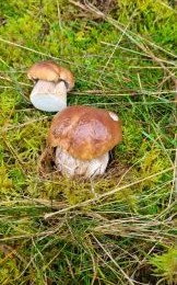 Hellhütige Steinpilze; Foto Bodo 23.10.25