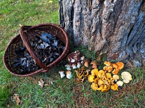 Prächtiger Herbstfund im Main-Kinzig-Kreis; Foto Stefan 11.11.23