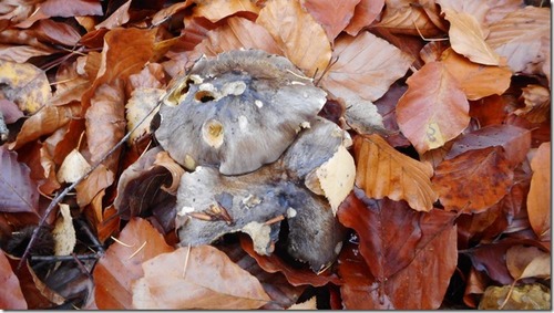 Herbstlinge im Laub; Foto Hermann 15.11.23 Herbstlinge im Laub; Foto Hermann 15.11.23