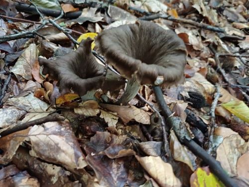 Totentrompeten im Buchenlaub; Foto Heidrun 19.9.25