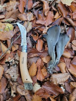 Pilzmesser und Herbsttrompeten; Foto Verena 20.10.25