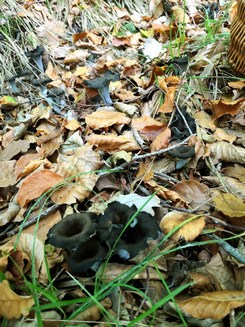 Herbsttrompeten groß Babs 20.10.22