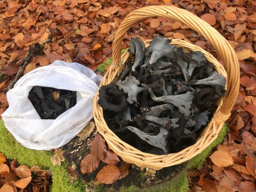 Gute Herbsttrompetenernte; Foto Jürgen 8.11.25 Gute Herbsttrompetenernte; Foto Jürgen 8.11.25