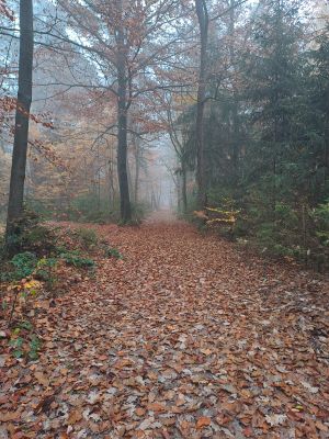 Herbstlicher Wald in Hamburgs Norden; Foto Dirk 7.11.25