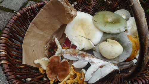 Hermanns Korb mit Pfifferlingen, Speisetäublingen und Perlpilzen; Foto Hermann 20.7.25