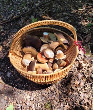 Verenas herrlicher Pilzkorb; Foto Verena 29.7.25