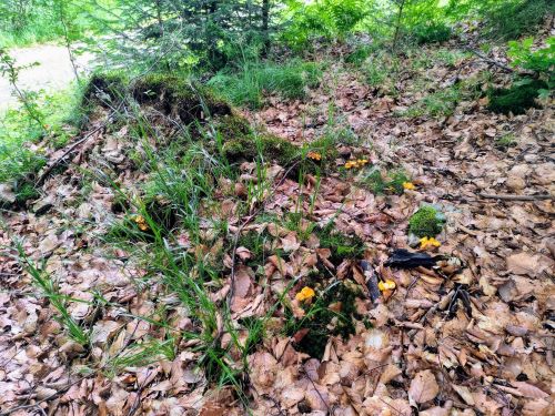 Kleiner Hexenring mit Pfifferlingen; Foto Michael 18.7.25