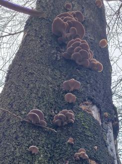 Hochsitzende Austernpilze; Foto Margit 15.12.23