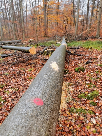 Holzeinschlag an altem Steinpilzplaltz im Deister; Foto © Matthias 15.11.21