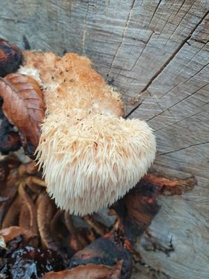 Junger Igelstachelbart; Foto Agnes 18.11.25