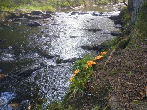 Pfifferlinge auf der Rur-Insel; Foto © Michael 5.10.23