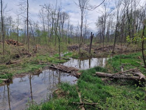 Impression von der Isar mit Biberstau und stark gelichteten Uferzonen; Foto Wendelin 22.4.25