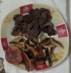 Samtfußrüblinge und Judasohren; Foto Michael 19.12.25