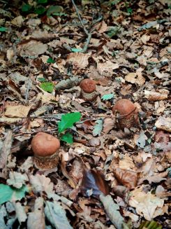 Junge Eichenrotkappen; Foto Martin 18.9.25