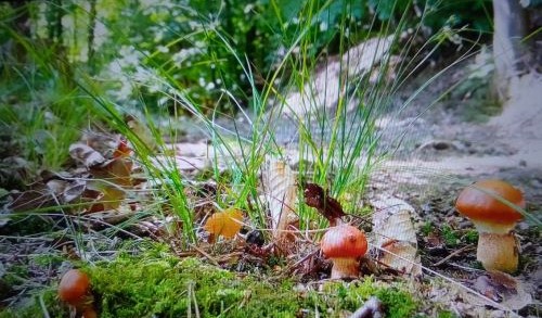 Junge Goldröhrlinge; Foto Thomas 13.8.25