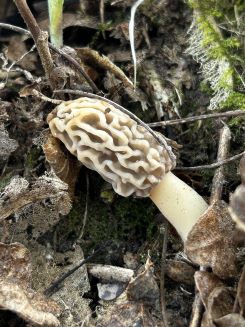 Junge Speisemorchel; Foto Armin 15.4.25