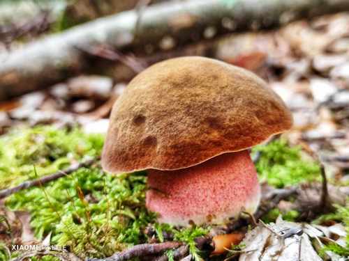 Junger knackiger Flockenstieliger Hexenröhrling; Foto © Jürgen 7.10.23