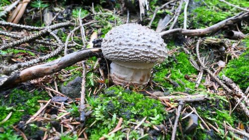 Junger Perlpilz; Foto Christine 23.10.25