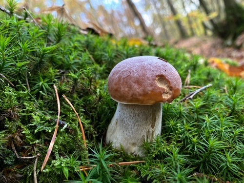 Junger Steinpilz; Foto Stefan 11.11.23