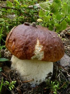 Junger Steinpilz; Foto Sepp 27.8.26