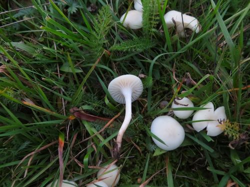 Seltene Jungfernellerlinge; Foto Michael 31.10.25