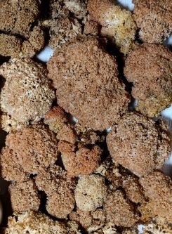 Krause Glucken 1; Foto Thomas 4.9.25