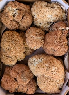 Krause Glucken 2; Foto Thomas 4.9.25