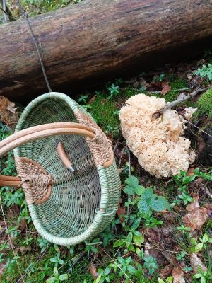 Große Krause Glucke neben Korb; Foto Heidrun 2.9.25