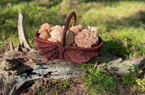 Korb mit Krausen Glucken; Foto Volkmar 21.9.23