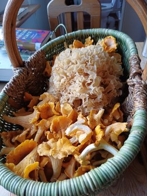 Korb mit großer Krauser Glucke und schönen frischen Pfifferlingen; Foto Heidrun 2.9.25