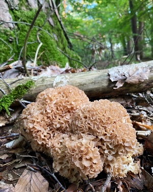 Eine schöne Krause Glucke; Foto Stefan 25.9.23