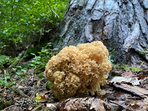 Prächtige Kraus Glucke; Foto Stefan 15.9.23