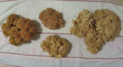 Ernte von Krausen Glucken; Foto Michael 8.9.25