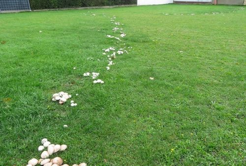 Karbolegerlinge in Massen; Foto Michael 30.10.25