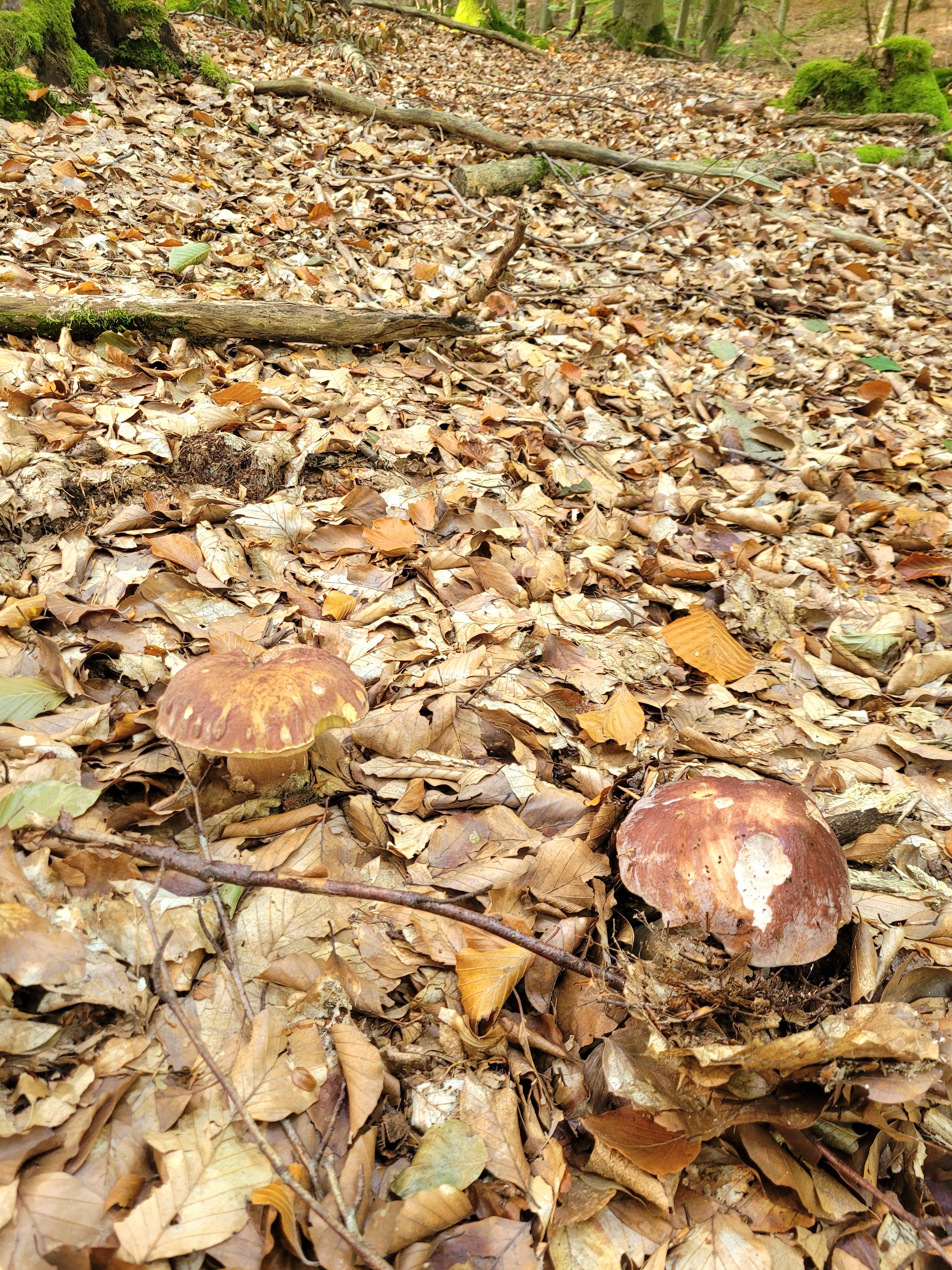 Kiefernsteinpilze oder Laubwaldanhängselröhrlinge? Foto Verena 4.10.26