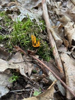 Klebriger Hörnling (Zwergenfeuer); Foto Chrischi 10.8.25