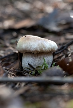 Kleiner Fichtensteinpilz; Foto Heiko 12.10.23