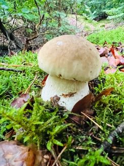 Junger Steinpilz; Foto Julius 26.9.25