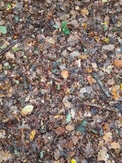 Kleiner Steinpilz; (Foto © Martin/Münsterland) 8.10.25