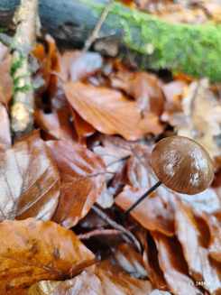 Knoblauchschwindlng; Foto Jürgen 17.11.23